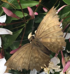 Achlyodes