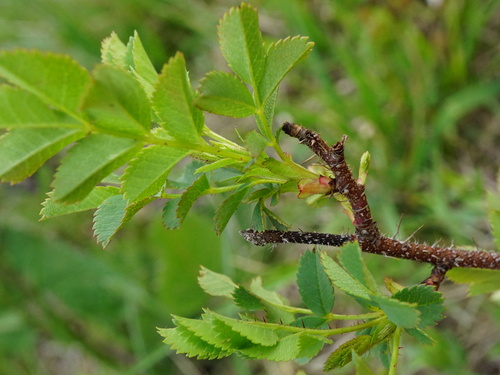 Rosa spinosissima