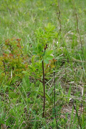 Rosa spinosissima