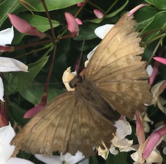 Achlyodes