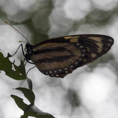 Lycorea halia atergatis