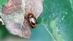 Cryptocephalus pusillus