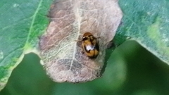 Cryptocephalus pusillus