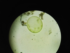 Volvox aureus