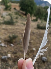 Lullula arborea pallida