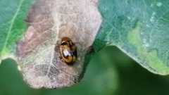 Cryptocephalus pusillus