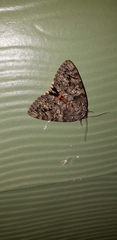 Catocala umbrosa