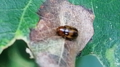 Cryptocephalus pusillus