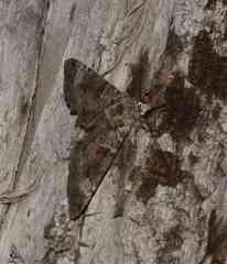 Anaplectoides prasina