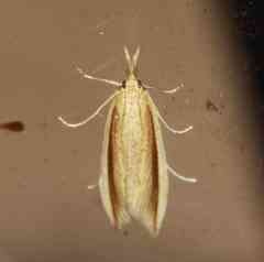 Donacaula albicostellus