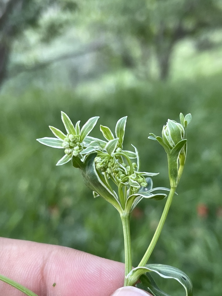 Korshinskia