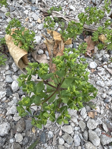 iNaturalist observation photo of Petty Spurge