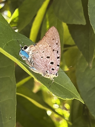 Marsyas Hairstreak