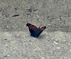 Polygonia interrogationis