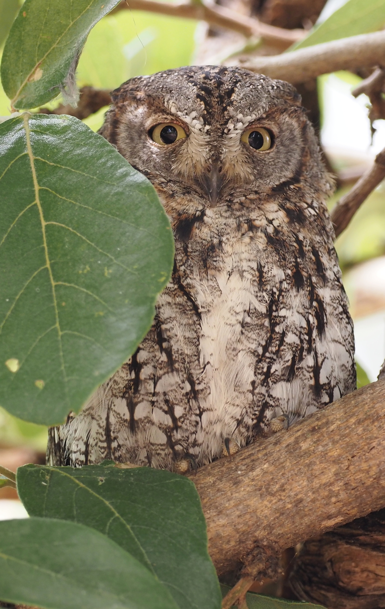 African Scops Owl (Otus senegalensis), photo 5