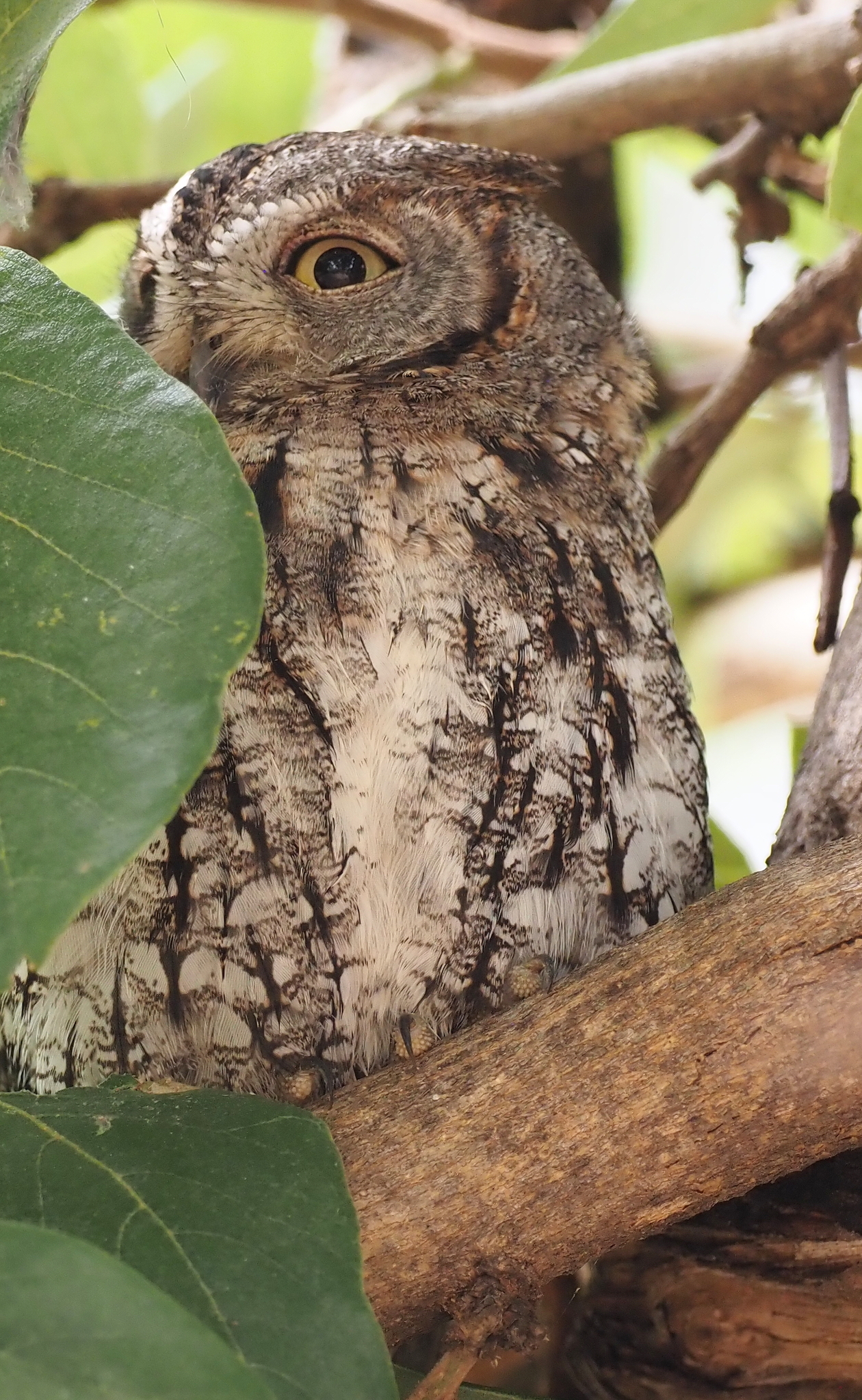 African Scops Owl (Otus senegalensis), photo 6