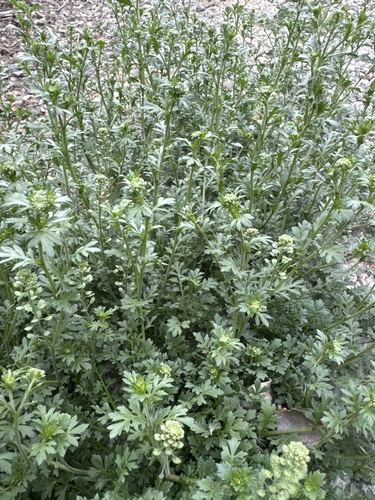 iNaturalist observation photo of Pepperweeds