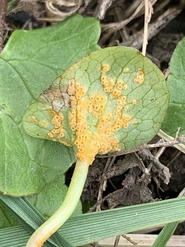 Aecidium ficariae