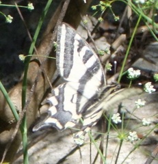 Papilio alexanor