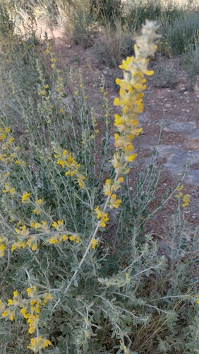 Image of Anthyllis cytisoides by (c) Nico Hernandez, some rights reserved (CC BY)