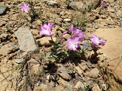 Epilobium siskiyouense