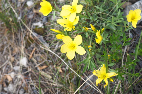 Image of Linum campanulatum by (c) Sylvain Gérard, some rights reserved (CC BY)