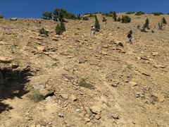 Epilobium siskiyouense