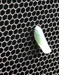 Flatormenis proxima