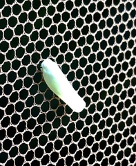 Flatormenis proxima