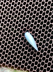 Flatormenis proxima