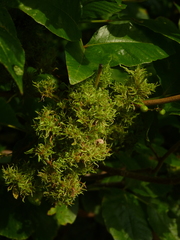 Eriophyes rhoinus