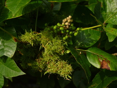Eriophyes rhoinus