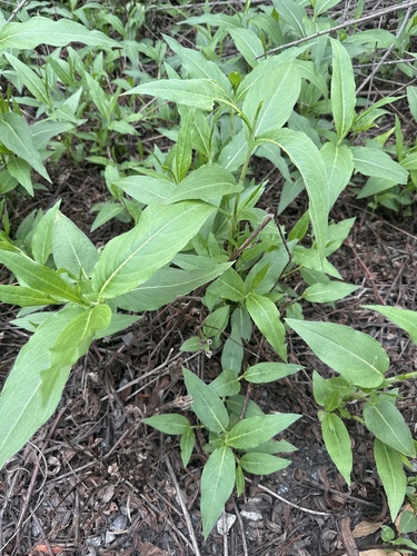 iNaturalist observation photo of water smartweed