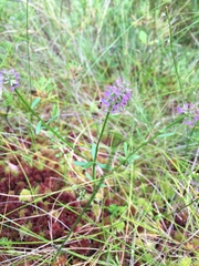 Polygala brevifolia