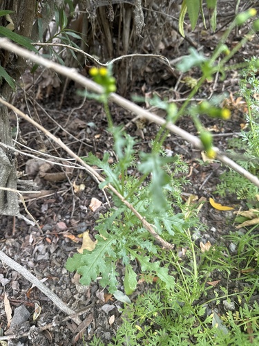iNaturalist observation photo of common groundsel