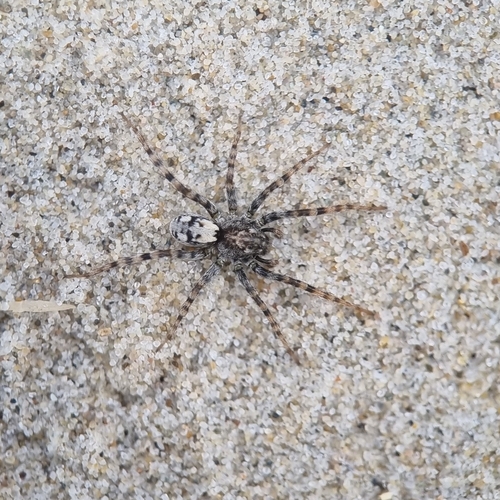 Sand Bear Spider, 1791 PP Den Burg, Nederland, photo 9 of 10