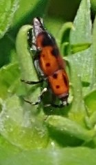 Rhodobaenus quinquepunctatus