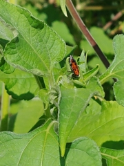 Rhodobaenus quinquepunctatus