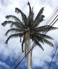 Ceroxylon ventricosum