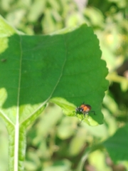 Rhodobaenus quinquepunctatus