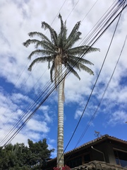 Ceroxylon ventricosum