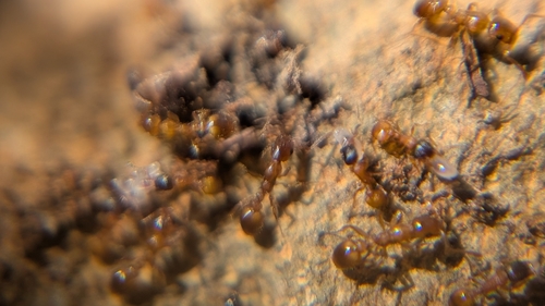 Slave-making ant