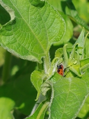 Rhodobaenus quinquepunctatus