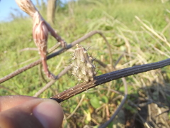 Peniocereus striatus