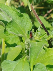 Rhodobaenus quinquepunctatus