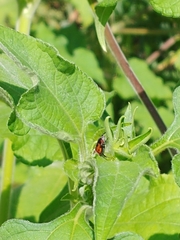 Rhodobaenus quinquepunctatus