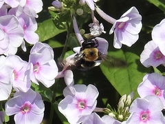 Xylocopa virginica