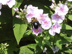 Xylocopa virginica
