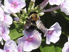 Xylocopa virginica