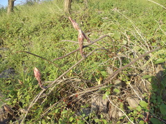 Peniocereus striatus